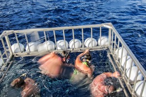 Hawaii Shark Cage