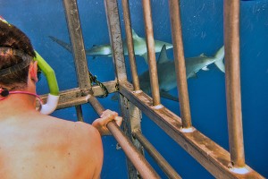 Hawaii Shark Cage Swimming