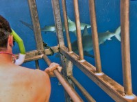 Inside the Shark Cage