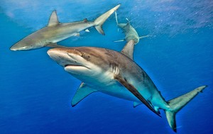 Swimming with Sharks Hawaii