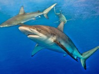 Swimming with Sharks Hawaii