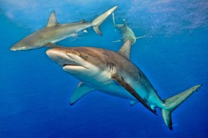 Swimming with Sharks Hawaii