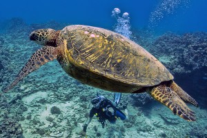 Hawaii Sea Turtle