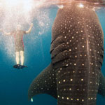 Swimming With Enormous Whale Sharks in Cancun, Mexico!