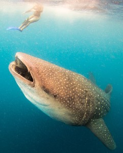 Large Whale Shark