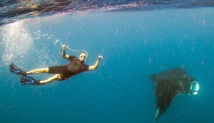 Swimming with Manta Ray