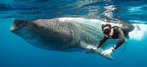 Swimming with Whale Sharks