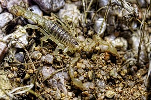 Giant Hairy Scorpion