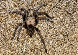 Arizona Desert Tarantula