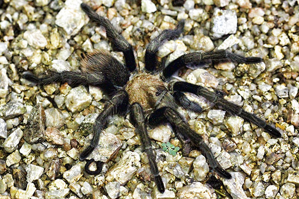 Hairy Tarantula