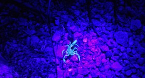 Black Light Glowing Scorpion