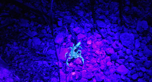 Black Light Glowing Scorpion