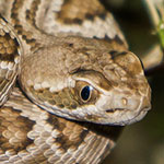 Hunting for Rattlesnakes in the Arizona Desert