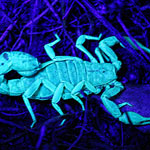 A Desert Safari – Stalking Glow in the Dark Scorpions