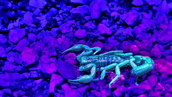 Glow in the dark scorpion