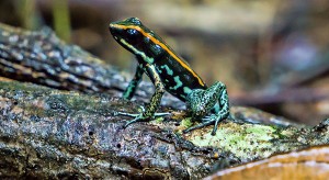 Golfo Dulce Poison-Dart Frog