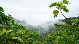 Cloud Forest