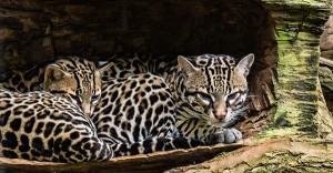 Ocelots