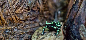 Poison Arrow Frog