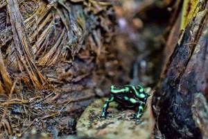 Poison Arrow Frog