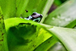 Poison Dart Frog