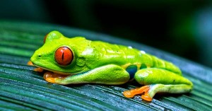 Red Eyed Tree Frog