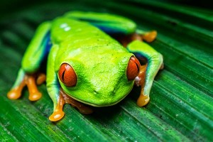 Red Eyed Tree Frog