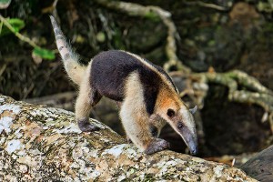 Tamandua Anteater