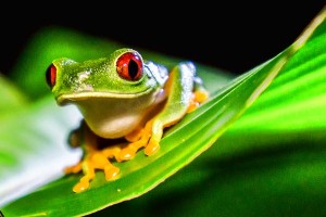 Red-Eyed Tree Frog