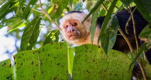 Manuel Antonio Wildlife