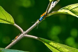 Rainbow Grasshoppers