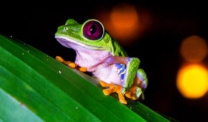 Red Eyed Tree Frog