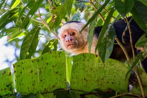 Manuel Antonio Wildlife