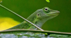 Green Lizard