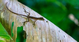 Lizard on Leaf