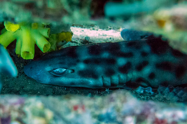 Coral Catshark