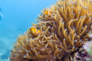 "Nemo" Clownfish