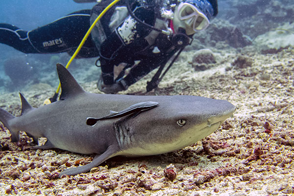 Sipadan Shark