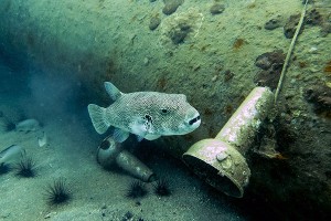 Perhentian Wreck Diving