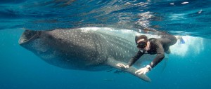 Whale Sharks