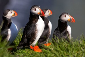 Puffins