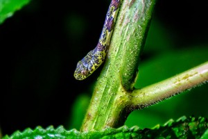 Banded Snail Eater