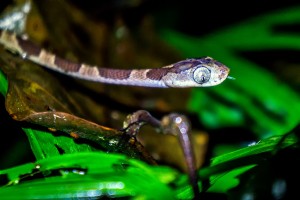 Blunt Headed Tree Snake