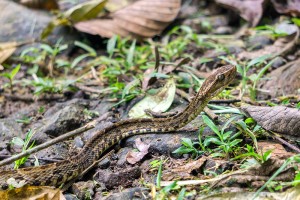 Bothrops Asper