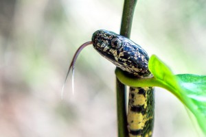 Costa Rica Snakes