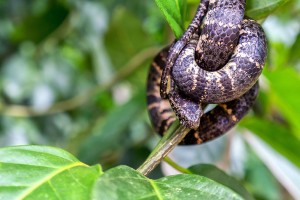 Cloudy Snail Eater