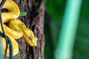 Yellow Eyelash Viper