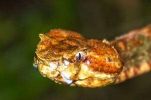 Red Pit Viper