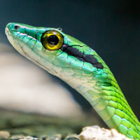 Searching for Snakes in Costa Rica’s Wilderness