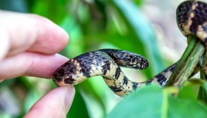 Holding A Snake